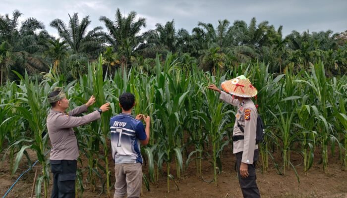 Polsek Kunto Darussalam Jaga Jagung Memasuki Fase Pembentukan Hasil, Perkuat Ketahanan Pangan