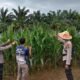 Polsek Kunto Darussalam Jaga Jagung Memasuki Fase Pembentukan Hasil, Perkuat Ketahanan Pangan