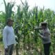 Polsek Rambah Hilir Dampingi Pertumbuhan Jagung Hibrida, Dukung Ketahanan Pangan dari Lahan Petani