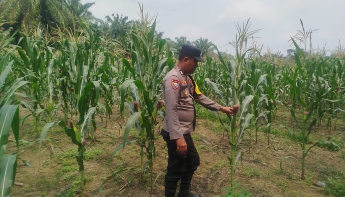 Polsek Rambah Jaga Budidaya Jagung Bangun Purba, Swasembada Pangan Jadi Sasaran