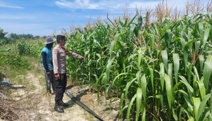 Polsek Tambusai Utara Dorong Peningkatan Ketahanan Pangan, Jagung Suka Damai Masuki Fase Akhir