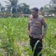 Polsek Dumai Timur Dorong Produksi Jagung di Bukit Batrem Perkuat Ketahanan Pangan