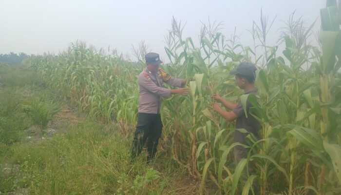 Polsek Kepenuhan Pantau Jagung Hibrida Fase Pembuahan, Dorong Swasembada Pangan Nasional