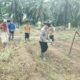 Polsek Tandun Gerakkan Penanaman Jagung di Tapung Jaya, Dukung Swasembada Nasional
