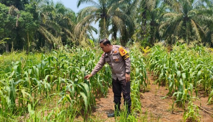 Polsek Rokan IV Koto Pantau Jagung Pendalian Dorong Peningkatan Ketahanan Pangan Nasional