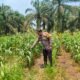 Polsek Rokan IV Koto Pantau Jagung Pendalian Dorong Peningkatan Ketahanan Pangan Nasional