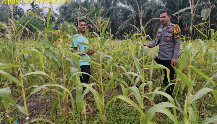 Polsek Rokan IV Koto Respons Lahan Jagung Tibawan, Dukung Swasembada Pangan Berkelanjutan