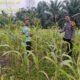 Polsek Rokan IV Koto Respons Lahan Jagung Tibawan, Dukung Swasembada Pangan Berkelanjutan