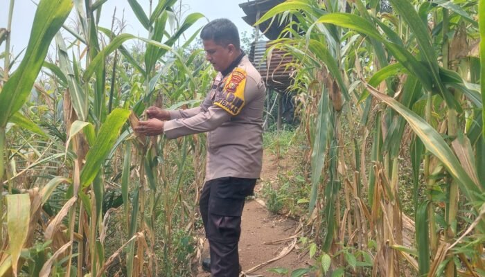 Polsek Rokan IV Koto Jaga Kesinambungan Produksi Jagung, Perkuat Ketahanan Pangan