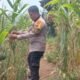 Polsek Rokan IV Koto Jaga Kesinambungan Produksi Jagung, Perkuat Ketahanan Pangan