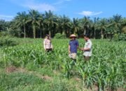 Polsek Tambusai Utara Kawal Program Pangan, Dorong Swasembada dari Desa
