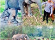 Kado di Awal Tugas, Kapolres Pelalawan Sambangi Bayi Gajah di TNTN