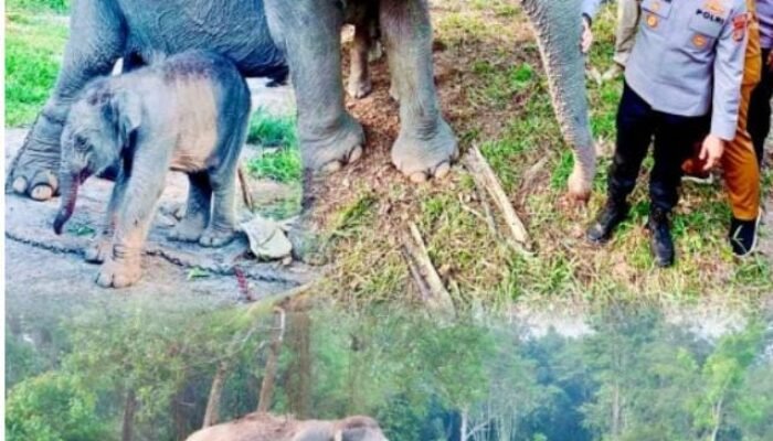Kado di Awal Tugas, Kapolres Pelalawan Sambangi Bayi Gajah di TNTN