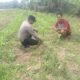 Polsek Kepenuhan Jaga Produktivitas Jagung Muara Jaya, Dukung Ketahanan Pangan Nasional