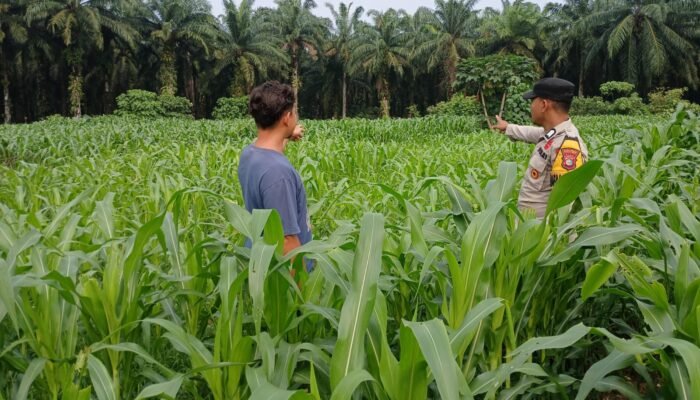 Polsek Tambusai Utara Kawal Lahan Jagung Menuju Swasembada Pangan