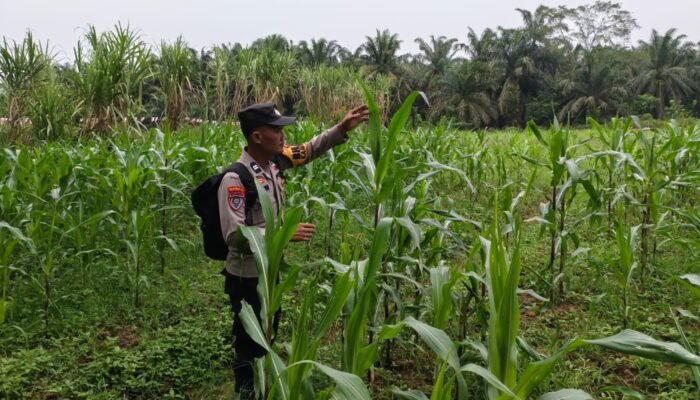 Polsek Tandun Dukung Swasembada Pangan Jagung Desa Dayo, Kendala Air Jadi Perhatian 