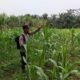 Polsek Tandun Dukung Swasembada Pangan Jagung Desa Dayo, Kendala Air Jadi Perhatian 