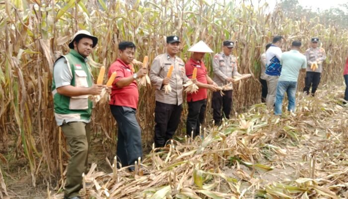 Polsek Tambusai Utara Panen 2 Ton Jagung Berkualitas, Dukung Swasembada Pangan
