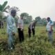 Polsek Rokan IV Koto Cermati Kendala Produksi Jagung Bengkolan Salak, Dukung Ketahanan Pangan Nasional