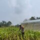 Polsek Rokan IV Koto Cermati Jagung Bengkolan Salak, Sejumlah Tanaman Mati Diserang Hama dorong swasembada pangan
