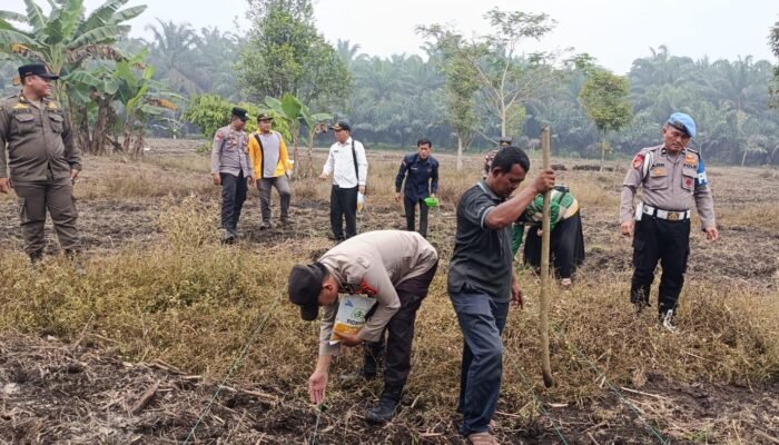 Polsek Tambusai Utara Tanam Jagung 1,5 Hektare Dukung Swasembada Pangan Nasional