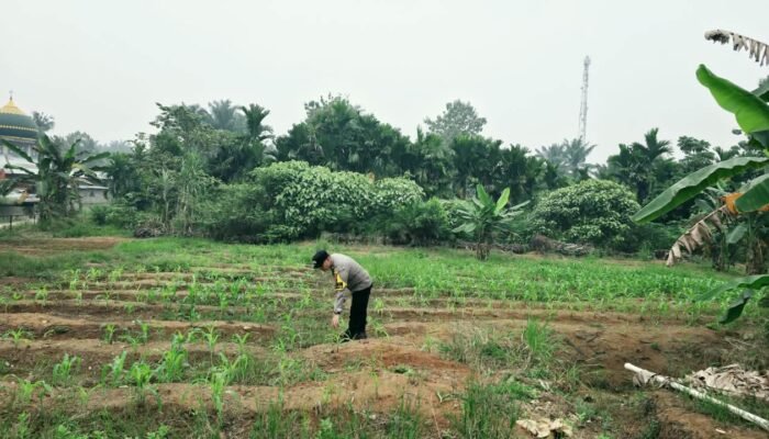 Polsek Tandun Kawal Ketahanan Pangan Desa, Jagung Tapung Jaya Jadi Perhatian
