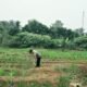 Polsek Tandun Kawal Ketahanan Pangan Desa, Jagung Tapung Jaya Jadi Perhatian