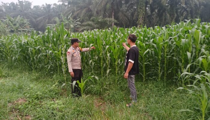 Polsek Tambusai Utara Perkuat Kemitraan dengan Petani, Dukung Ketahanan Pangan