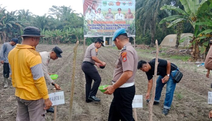 Polsek Tambusai Utara Gandeng BUMDes, Tanam Jagung di Rantau Sakti Dorong Ketahanan Pangan Nasional