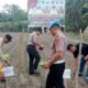 Polsek Tambusai Utara Gandeng BUMDes, Tanam Jagung di Rantau Sakti Dorong Ketahanan Pangan Nasional