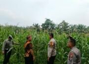 Polsek Tandun Pantau Jagung di Dayo, Swasembada Pangan Butuh Langkah Berkelanjutan