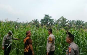 Polsek Tandun Pantau Jagung di Dayo, Swasembada Pangan Butuh Langkah Berkelanjutan