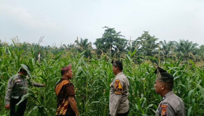 Polsek Tandun Pantau Jagung di Dayo, Swasembada Pangan Butuh Langkah Berkelanjutan