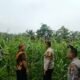 Polsek Tandun Pantau Jagung di Dayo, Swasembada Pangan Butuh Langkah Berkelanjutan