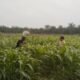Polsek Bonai Darussalam Pantau Pertumbuhan Jagung, Dukung Ketahanan Pangan Nasional