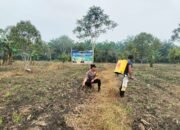 Polsek Tambusai Utara Pantau Jagung di Mekar Jaya, Dukung Ketahanan Pangan Nasional