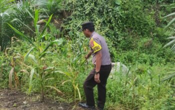 Polsek Rokan IV Koto dan Pemdes Evaluasi Kendala Pertumbuhan Jagung, Dukung Ketahanan Pangan