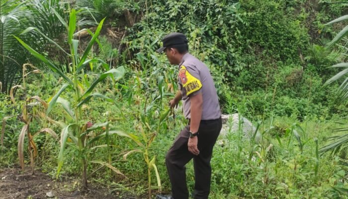 Polsek Rokan IV Koto dan Pemdes Evaluasi Kendala Pertumbuhan Jagung, Dukung Ketahanan Pangan