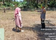 Polsek Kabun Dorong Produksi Jagung Pipil di Batulangkah Besar, Dukung Ketahanan Pangan Nasional