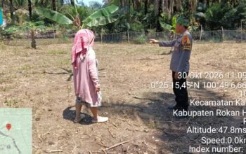 Polsek Kabun Dorong Produksi Jagung Pipil di Batulangkah Besar, Dukung Ketahanan Pangan Nasional