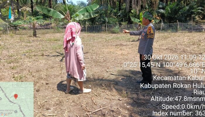 Polsek Kabun Dorong Produksi Jagung Pipil di Batulangkah Besar, Dukung Ketahanan Pangan Nasional